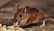 24 Hour & Emergency Exterminators in Lyttleville, IL